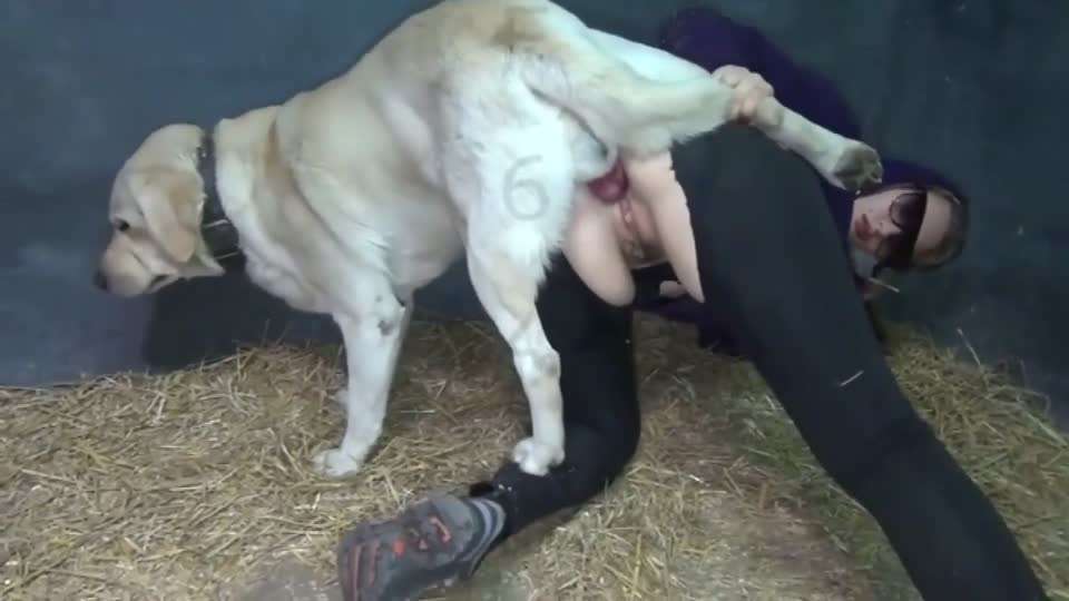 女人和豬pig狗dog
