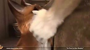 A Hot Compilation of 70+ Furry Animated Blowjob GIFs