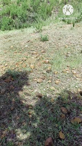 Desi Girlfriend I Will Wander Me Boobs or Pussy Windy Outdoor Full HD Videos