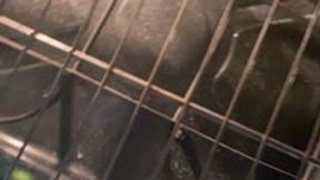 Tiny Human in Giantess Oven POV 4K SMALLER