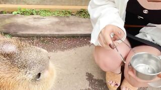 動物園で女子大生と露出ハメ撮りデートから露天風呂で野外露出で見せつけ中出しSEX！♡RYOYUU♡素人カップル/歳の差/10代/美少女/色白/スタイル抜群/野外露出/パンチラ/着替え/温泉/フェラ