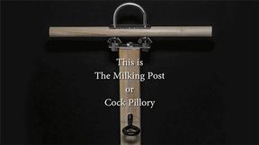Locked into the Milking Post