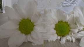 Crushed 7 daisies with white sneakers dd
