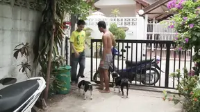 越南的 