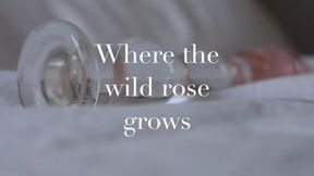 Where the wild rose grows: glass dildo orgasm