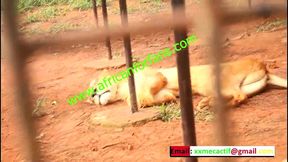 a public visit by tourists to cameroon during football matches that ends with a hot public fuck in the public parck in yaounde. hot public fuck in front of spectators