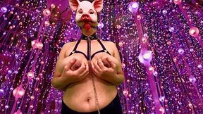 Piggy gets milked and tied