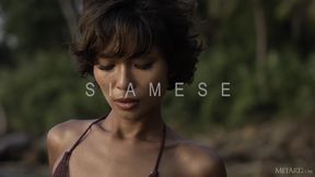 Siamese - Rosah