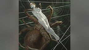 Enveloped By The Giant Spider