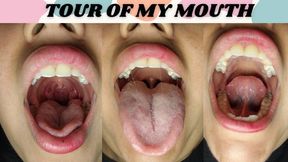Tour of my mouth
