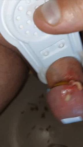 Pain cbt insertion bdsm maggots pervers
