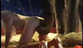 Elephant fetches banana from a blondes pussy