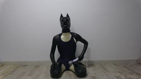 Latex dog crossdresser clothed in latex catsuit and one-chunk bathing suit