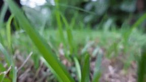 Ama Rio in It’s Tiny Season (HD1080p mp4)