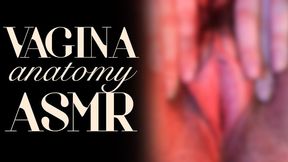 Vagina Anatomy ASMR