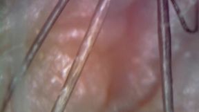 microscope or endoscope? sensational farts in a vore edition inside my ass 4k