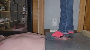 Cock and tummy trampling in bright socks