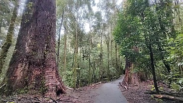 Downhill Rush – Intense Pedal Pumping and Brake Failure Action!