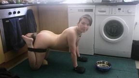 pet play with my pretty butt plug tail. don t i look cute drinking out of my water bowl on the floor with my hands in leather...