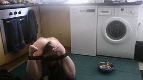 pet play with my pretty butt plug tail. don t i look cute drinking out of my water bowl on the floor with my hands in leather...