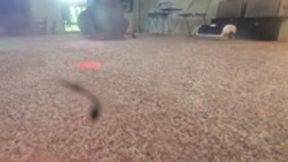 Tiny Spencer on run from Giantess Vacuum POV 4K smaller