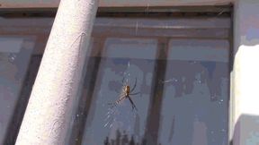 REQUEST My vacuum cleaner has swallowed a lot of cobwebs and its inhabitants wmv