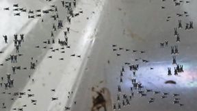Tiny Human Infestation tries to Overwhelm Giantess 1080