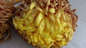 Trampled two chrysanthemums aa