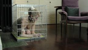 Caged Slave - Chloe Toy