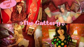 The Cattery