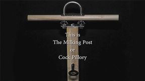 Locked into the Milking Post - Camera Angle 2