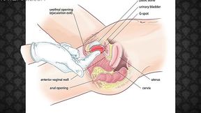 The Art of Pussy Massage by Jean-Marie Corda