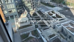 Beta in a Cage Gets Humiliated