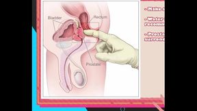 VTUBER Prostate Class