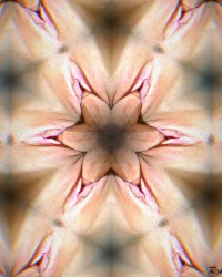 Sacred Yonitry photo