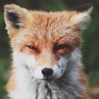 Ally Maple