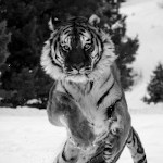 raywolfe