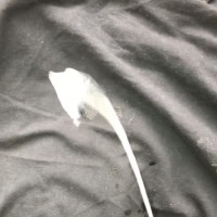 NutShooterXXX