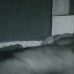 BEDBUGLUV
