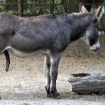 PartMule