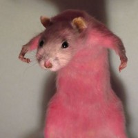 Kaity Kitten