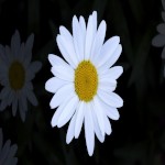 Daisy_n_Dick