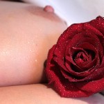 Spanish_Rose