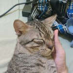 Mingrawr