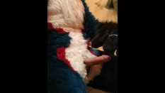 Fursuit