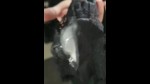 播放列表 Thumb 176610351-1