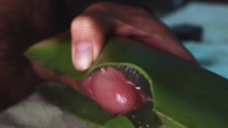 masturbandome con aloe vera hasta sacar mi leche espesa