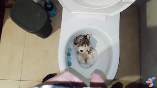 Gray wolf pee