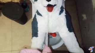 Husky dog peeing