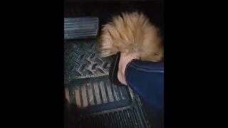 看着我的拖鞋和我的脚穿过院子，爬上我的大卡车。我会踩到pe上